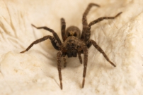 Une femelle (Araneae - Lycosidae - Alopecosa albofasciata)